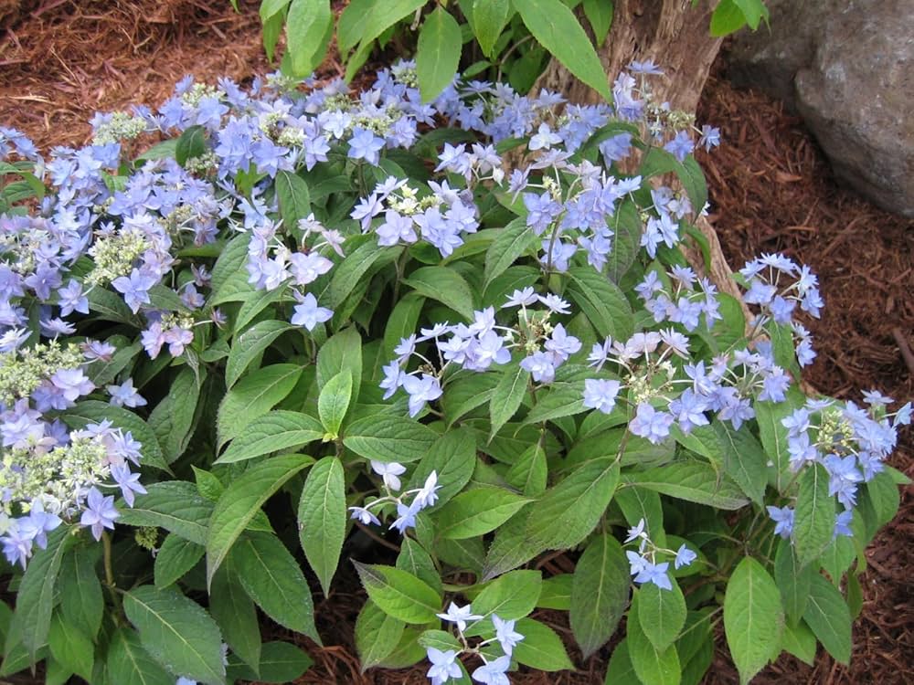 Amazon | 山アジサイ 七段花 花苗 1株 5寸ポット はなみどり | 花